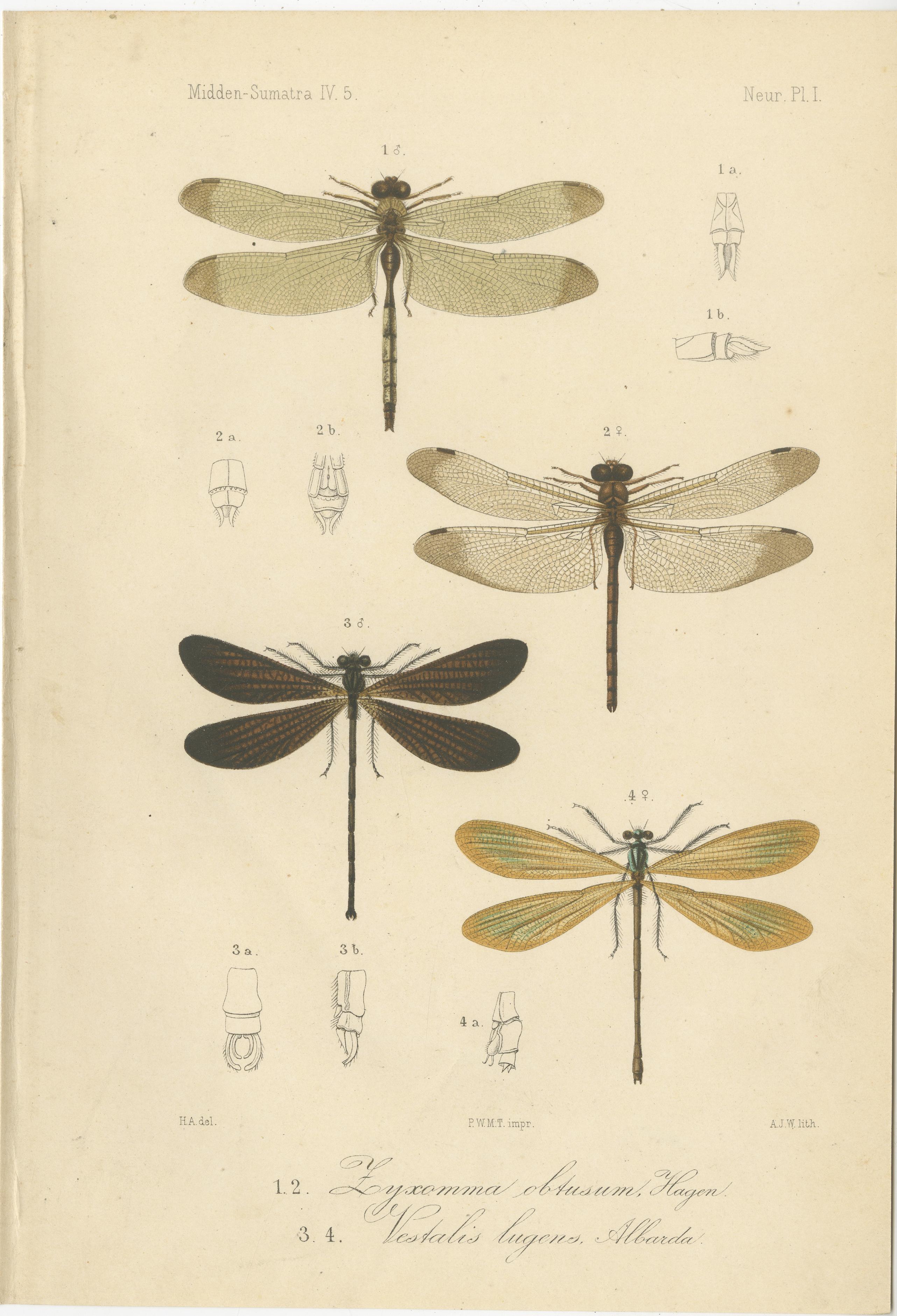 Set of 6 Antique Insect and Dragonfly Prints from Sumatra c.1880

This fine set of six antique lithographs depicts various dragonfly species (Odonata) and insects from the Dutch natural history exploration of Midden-Sumatra (Central Sumatra) in the