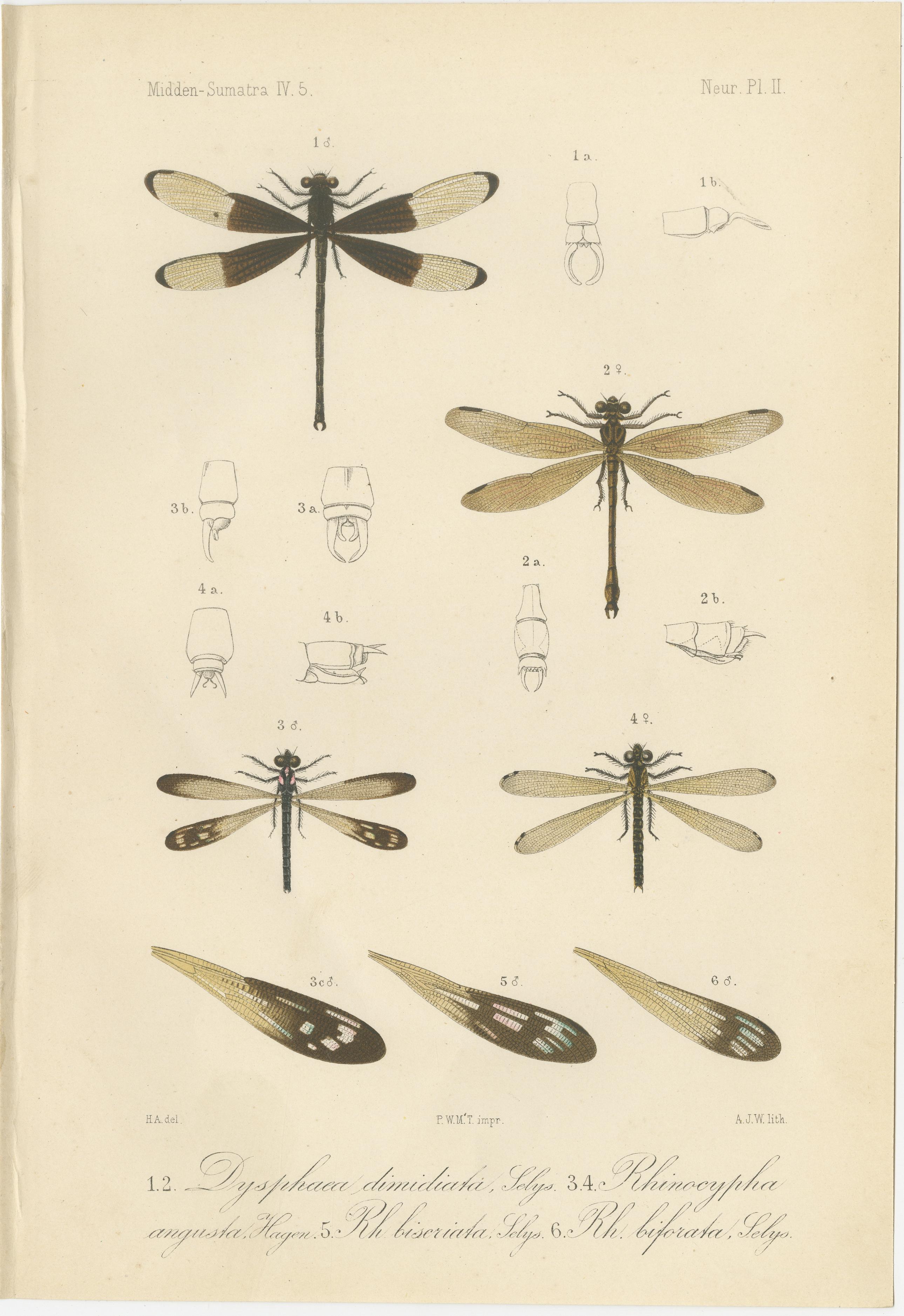 Dutch Set of 6 Antique 1887 Sumatra Dragonfly and Insect Lithographs – Fauna Studies For Sale