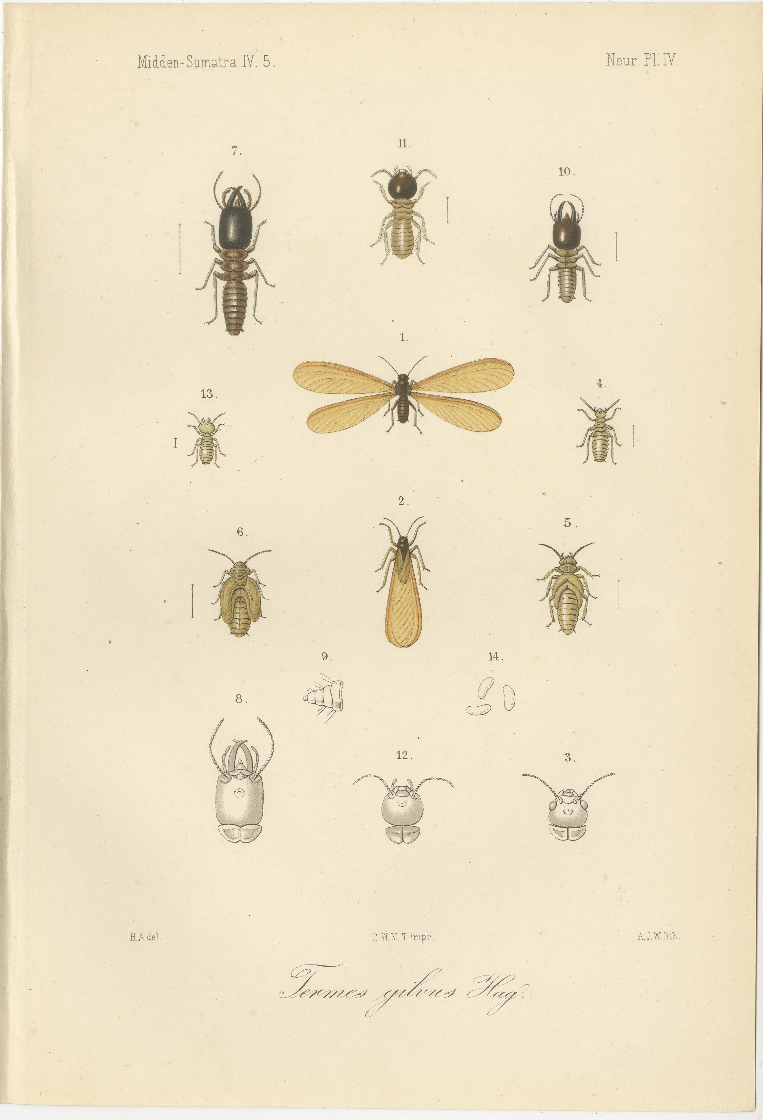 Engraved Set of 6 Antique 1887 Sumatra Dragonfly and Insect Lithographs – Fauna Studies For Sale