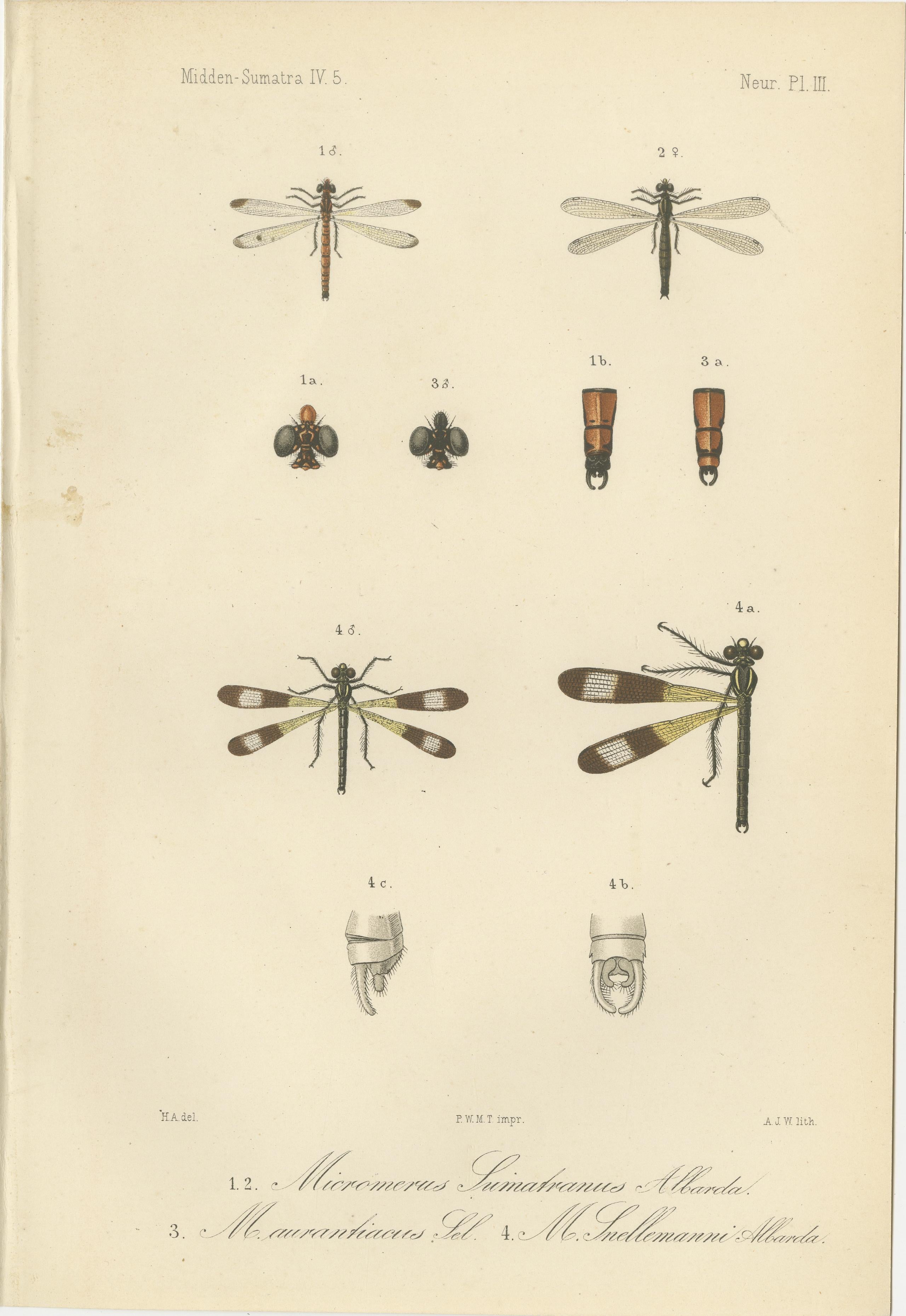 Set of 6 Antique 1887 Sumatra Dragonfly and Insect Lithographs – Fauna Studies In Good Condition For Sale In Langweer, NL