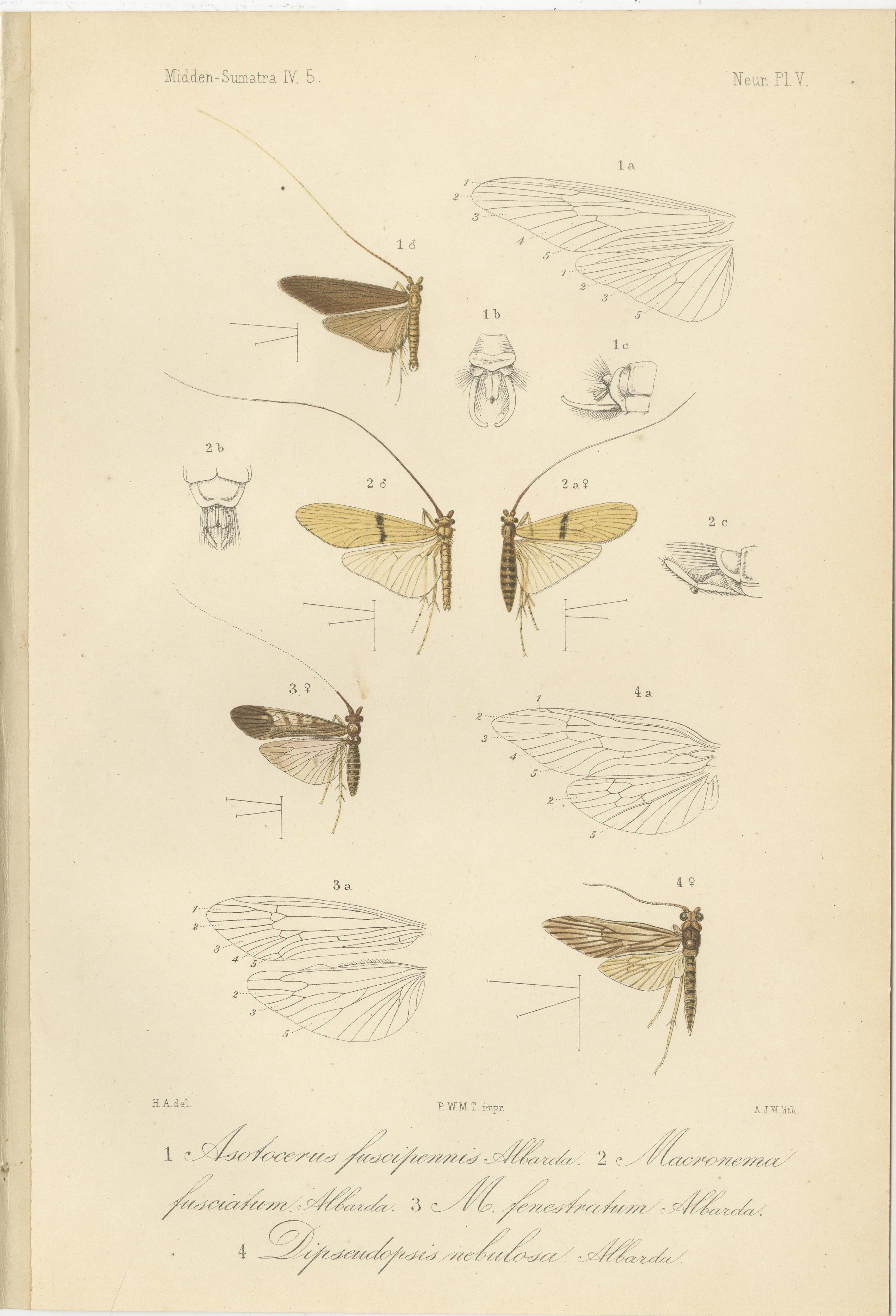 19th Century Set of 6 Antique 1887 Sumatra Dragonfly and Insect Lithographs – Fauna Studies For Sale