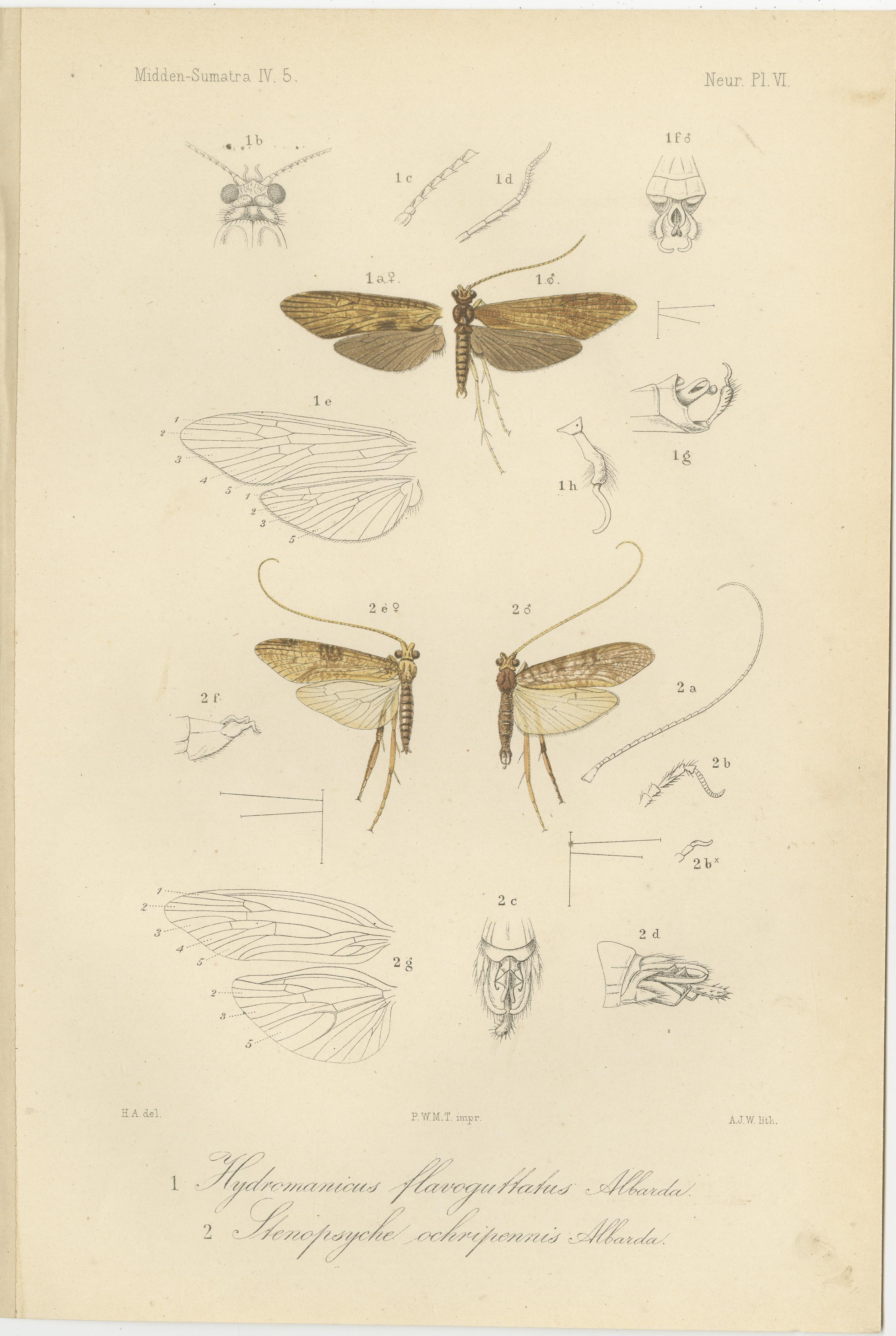 Paper Set of 6 Antique 1887 Sumatra Dragonfly and Insect Lithographs – Fauna Studies For Sale