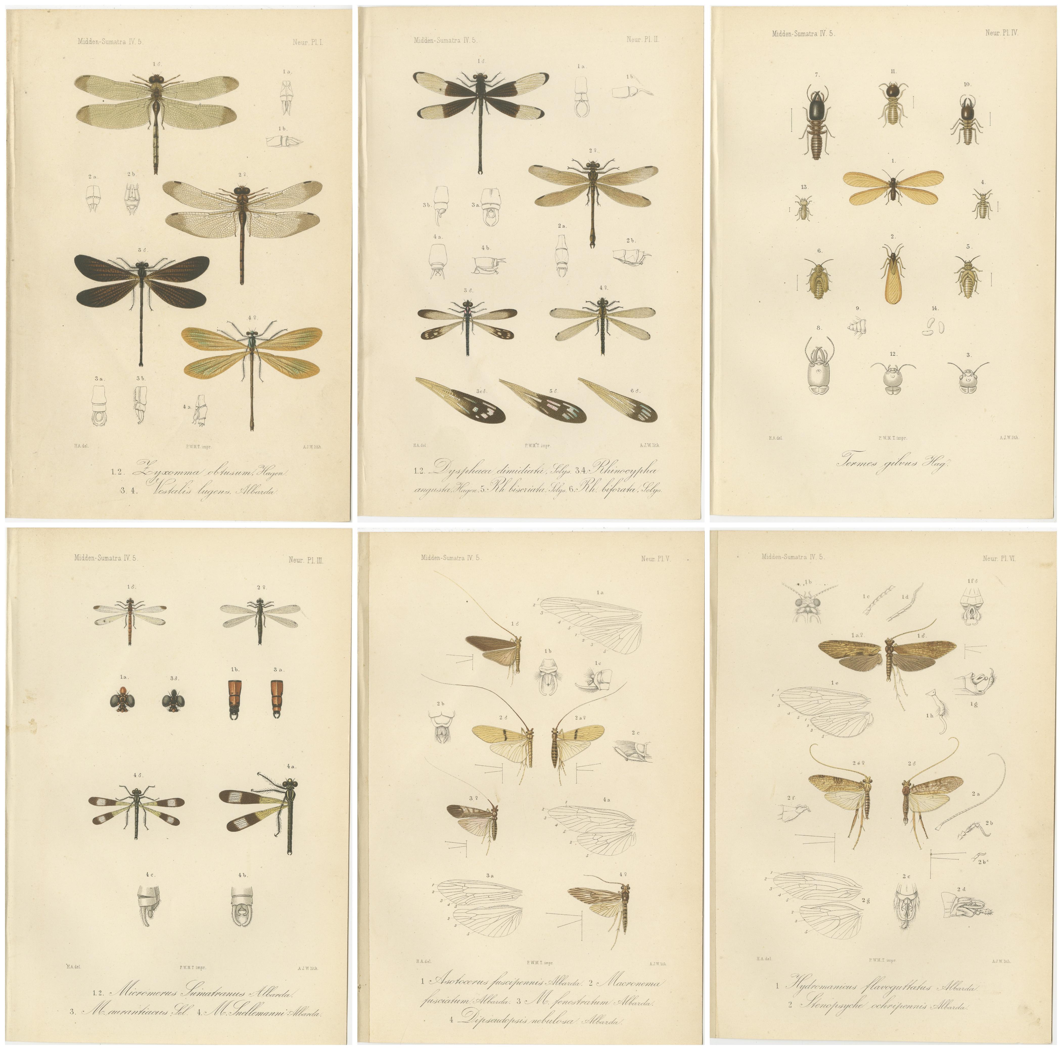 Set of 6 Antique 1887 Sumatra Dragonfly and Insect Lithographs – Fauna Studies For Sale 1