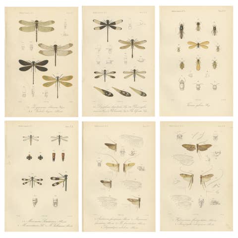 Set of 6 Antique 1887 Sumatra Dragonfly and Insect Lithographs – Fauna Studies