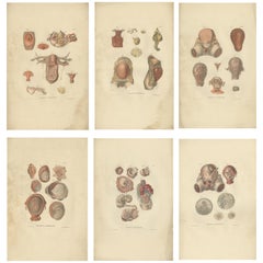 Set of 6 Antique Anatomy Prints of the Female Reproductive System, 1839