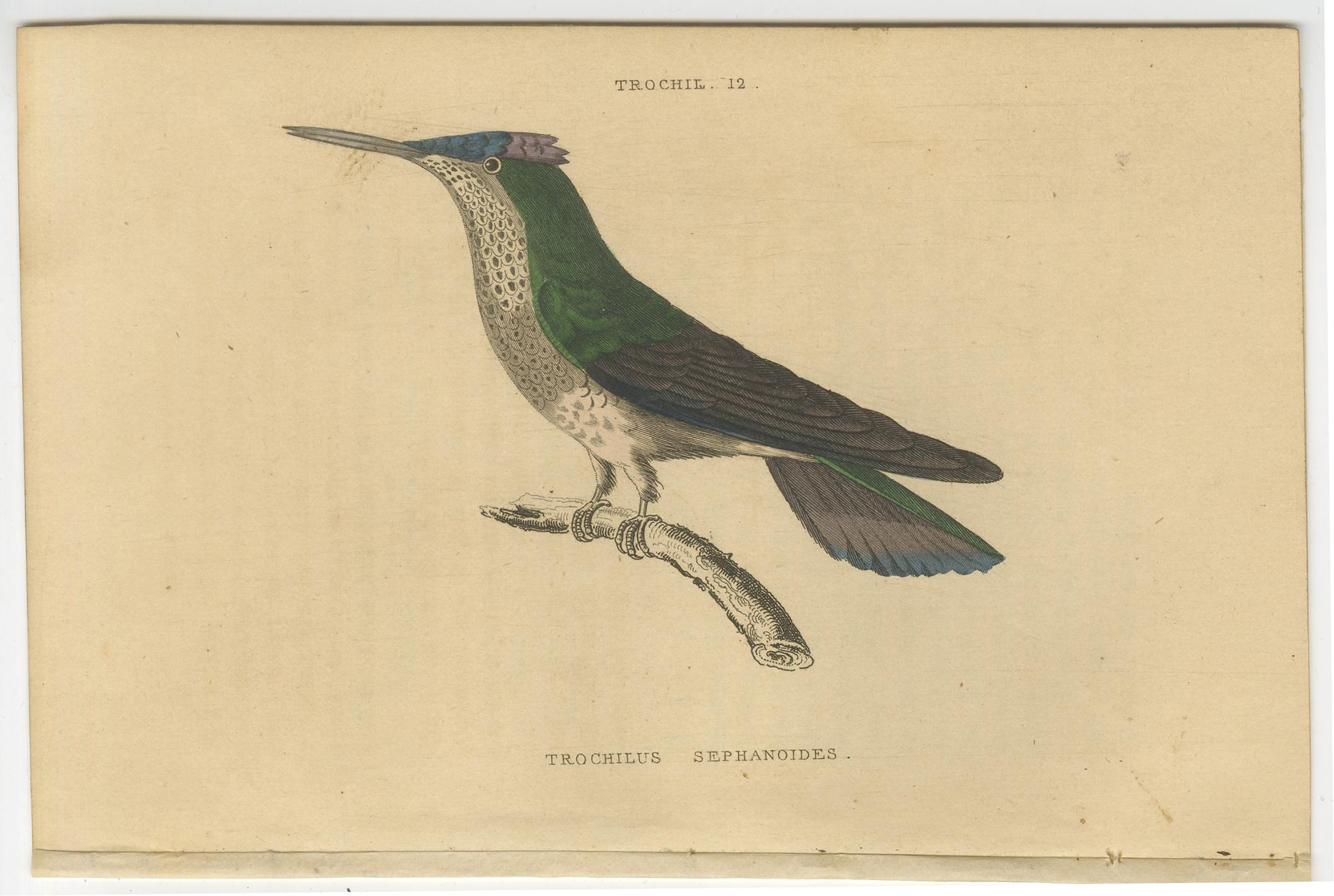 Ensemble de six gravures anciennes d'oiseaux. Elle montre l'ermite à bec en scie (Ramphodon Naevius), le colibri à couronne violette (Trochilus Sephanoides), le colibri à deux crêtes (Trochilus Cornutus), le colibri du soir (Trochilus Vesper) et le