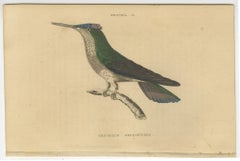 Set of 6 Antique Bird Prints, Evening Hummingbird, by Jardine, '1837'