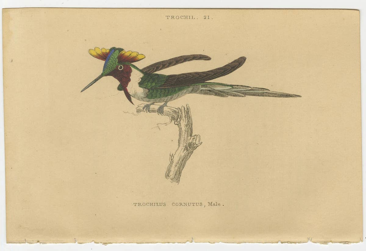 Set of 6 Antique Bird Prints, Evening Hummingbird, by Jardine, '1837'