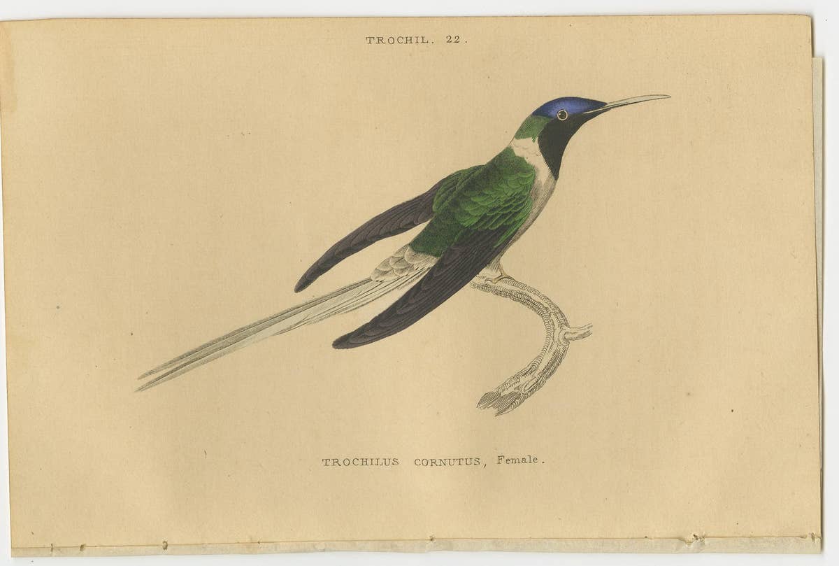 Set of 6 Antique Bird Prints, Evening Hummingbird, by Jardine, '1837'