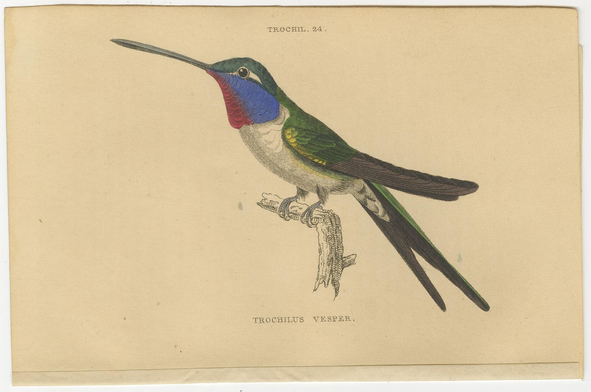Papier Ensemble de 6 estampes anciennes d'oiseaux, Oiseau de Soirée Hummingbird, par Jardine, 1837 en vente