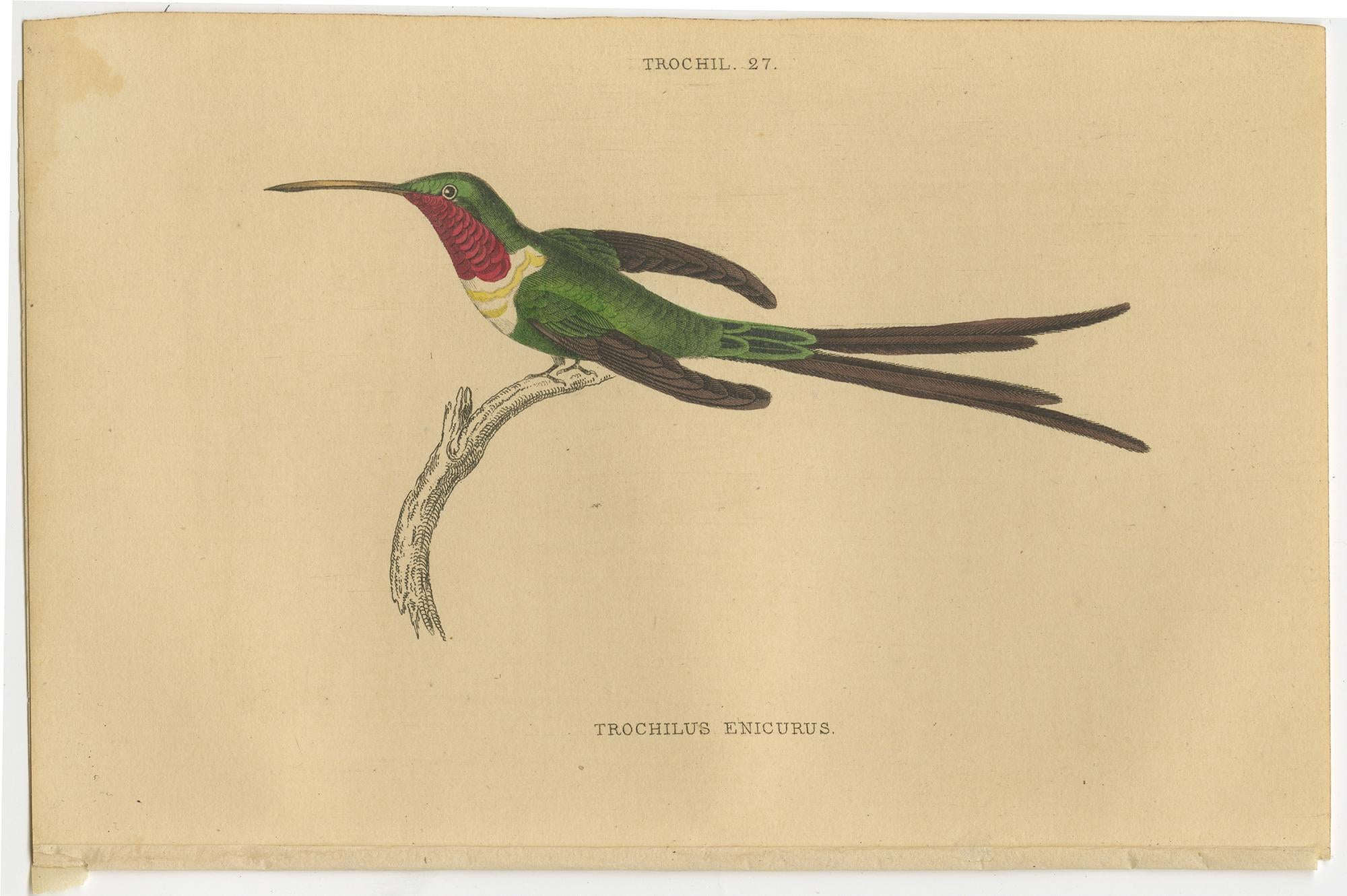 Ensemble de 6 estampes anciennes d'oiseaux, Oiseau de Soirée Hummingbird, par Jardine, 1837 en vente 1