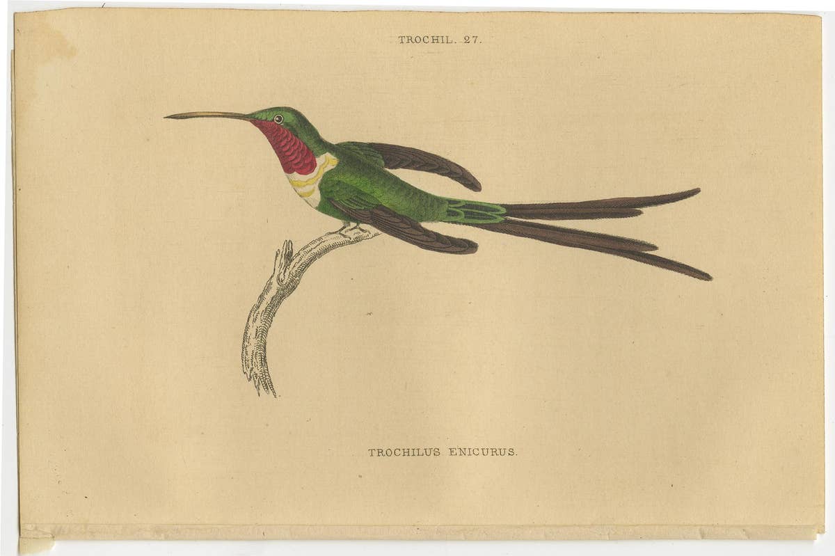 Set of 6 Antique Bird Prints, Evening Hummingbird, by Jardine, '1837'