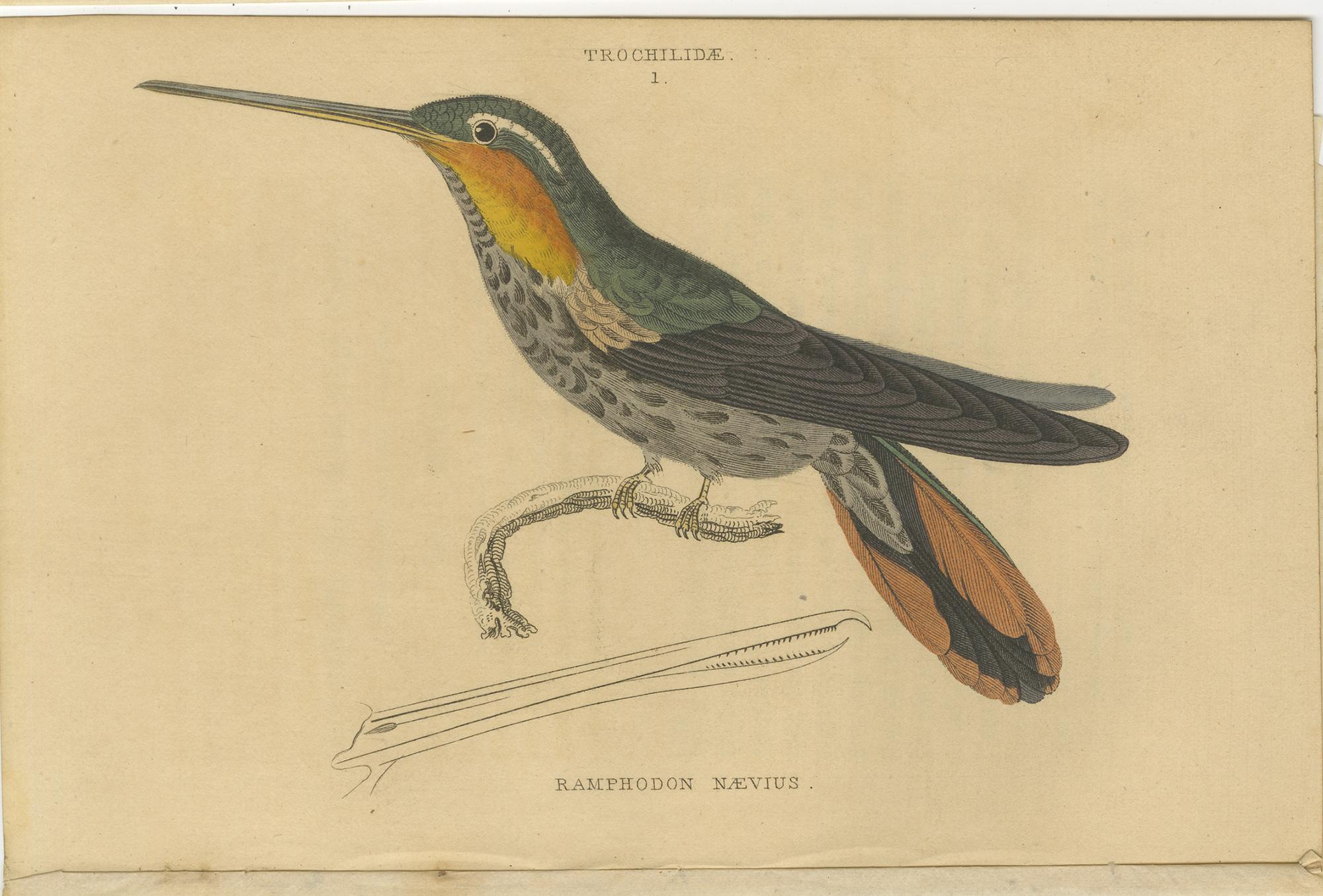 Ensemble de 6 estampes anciennes d'oiseaux, Oiseau de Soirée Hummingbird, par Jardine, 1837 en vente 2