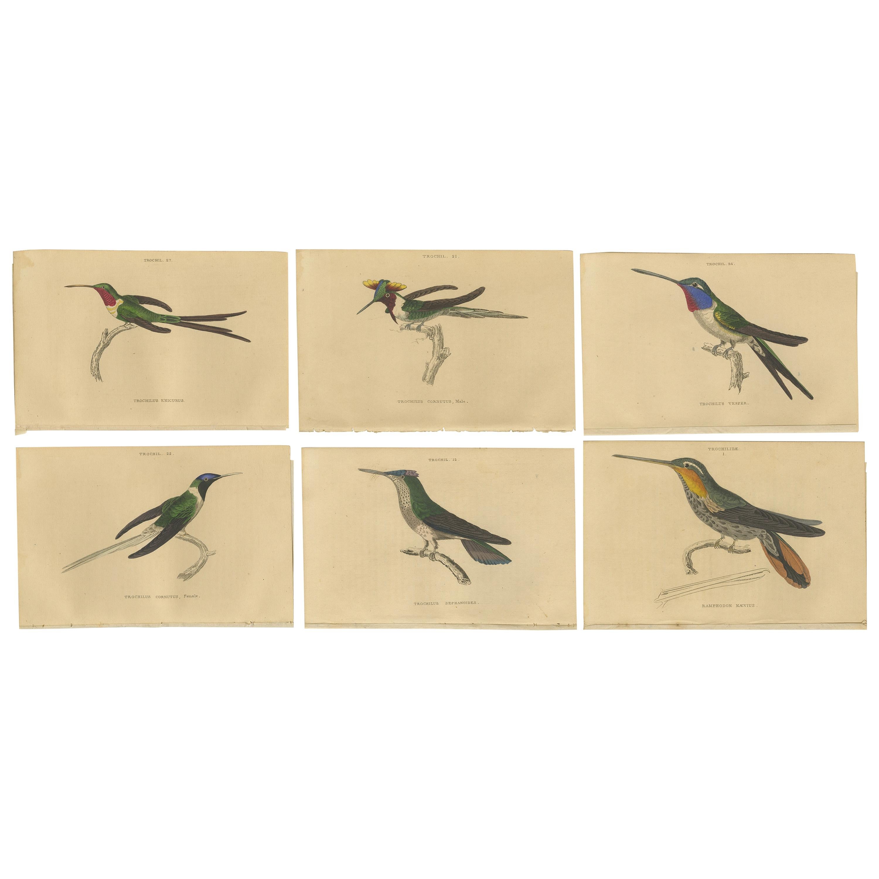 Ensemble de 6 estampes anciennes d'oiseaux, Oiseau de Soirée Hummingbird, par Jardine, 1837 en vente
