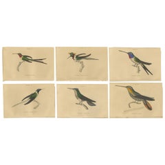 Ensemble de 6 estampes anciennes d'oiseaux, Oiseau de Soirée Hummingbird, par Jardine, 1837