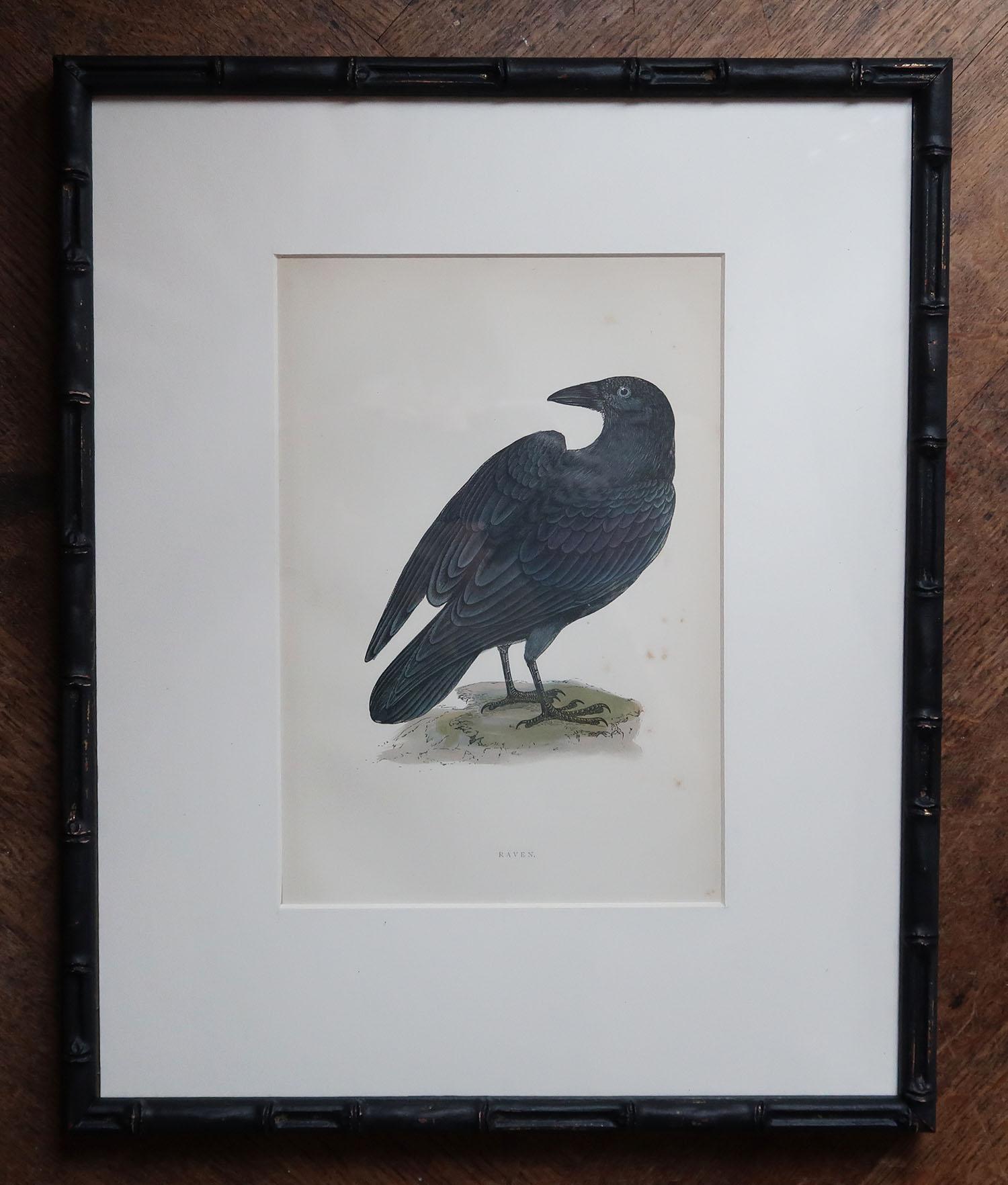 Wonderful set of 6 antique bird prints. Raven, crows etc

Lithographs after the original drawings by Alexander Francis Lydon

Original colour

Published by John C. Nimmo, Circa 1880

Presented in our own custom made ebonised faux bamboo