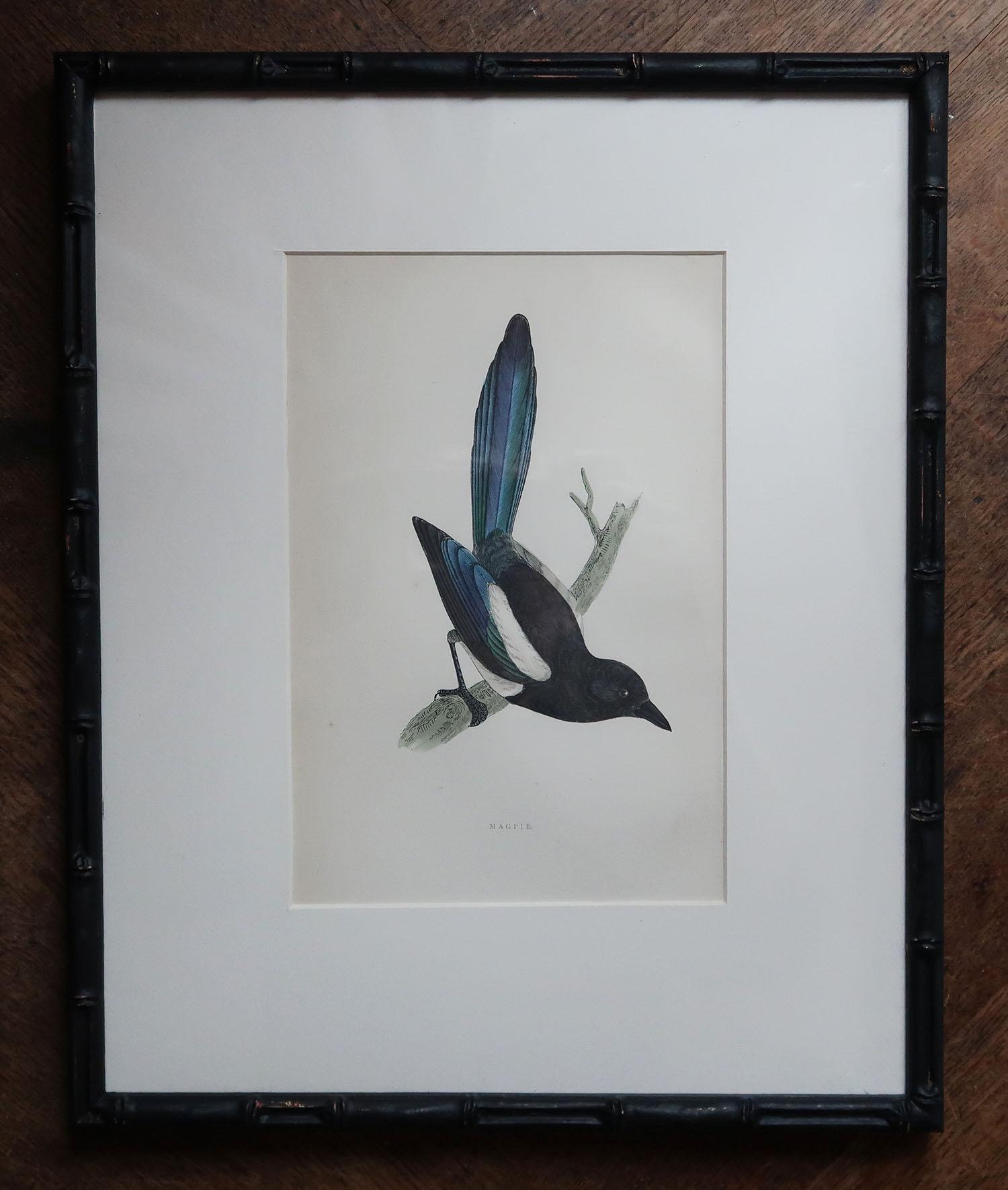 Chinoiserie Set of 6 Antique Bird Prints in Ebonised Faux Bamboo Frames, C.1880