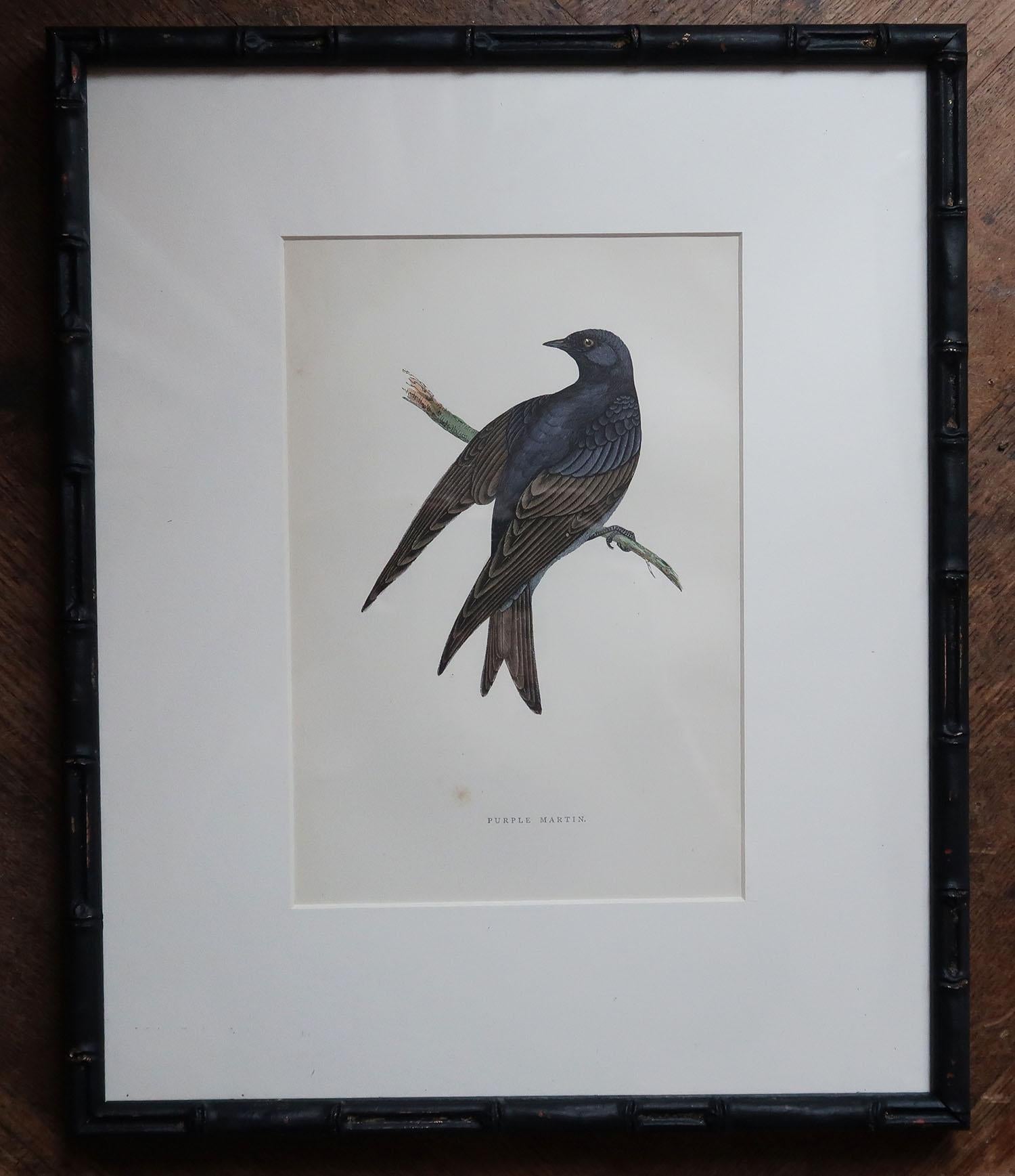 Set of 6 Antique Bird Prints in Ebonised Faux Bamboo Frames, C.1880 In Good Condition In St Annes, Lancashire
