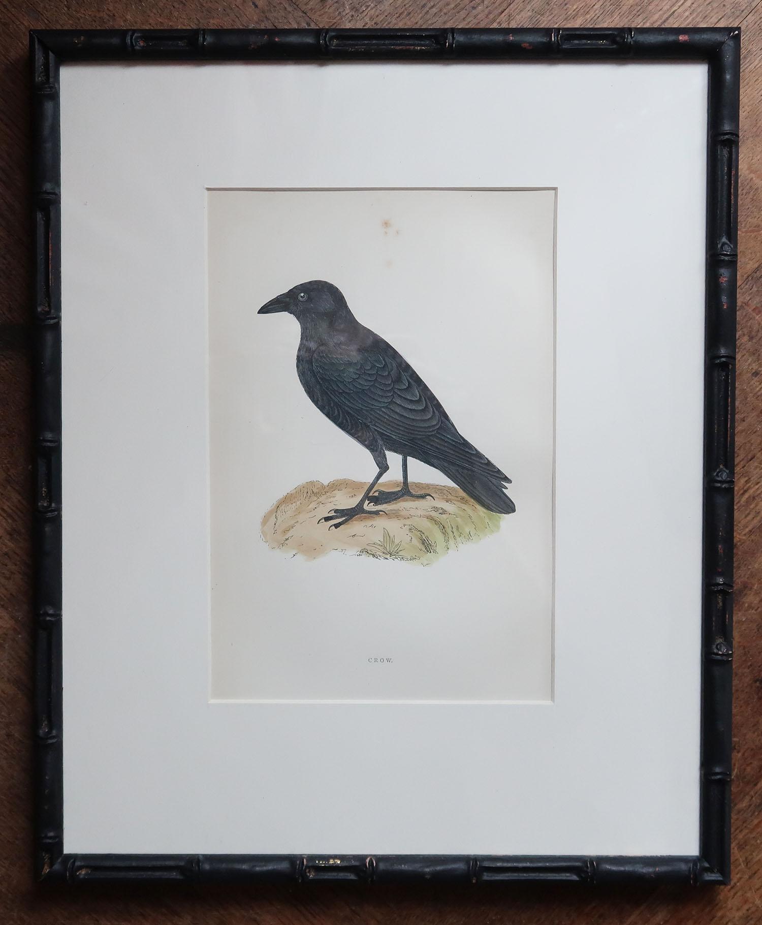 Late 19th Century Set of 6 Antique Bird Prints in Ebonised Faux Bamboo Frames, C.1880