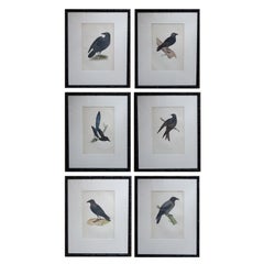 Set of 6 Antique Bird Prints in Ebonised Faux Bamboo Frames, C.1880