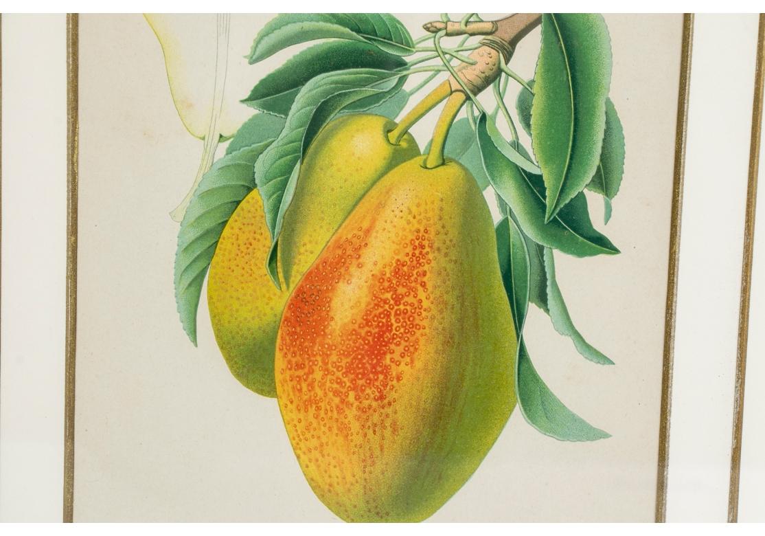 Conjunto de 6 litografías antiguas de frutas botánicas de Walter Müller 4