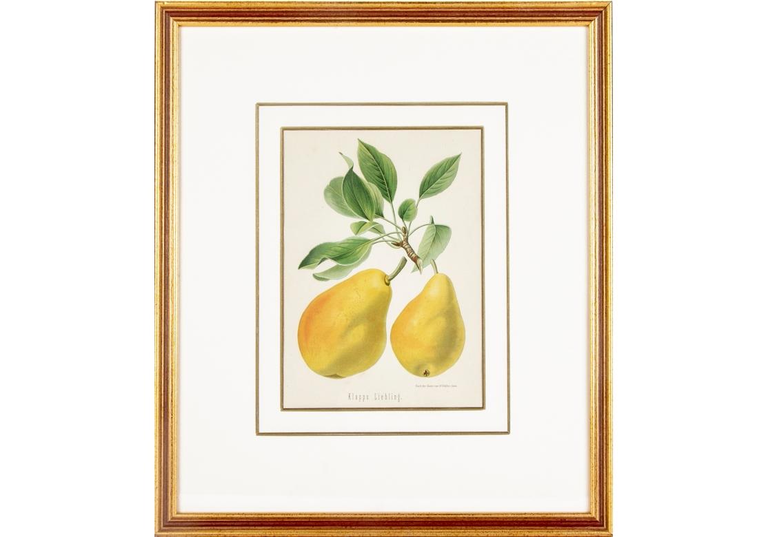 Set of 6 Antique Botanical Fruit Lithographs by Walter Müller For Sale 5