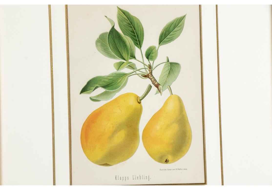 Set of 6 Antique Botanical Fruit Lithographs by Walter Müller For Sale 6