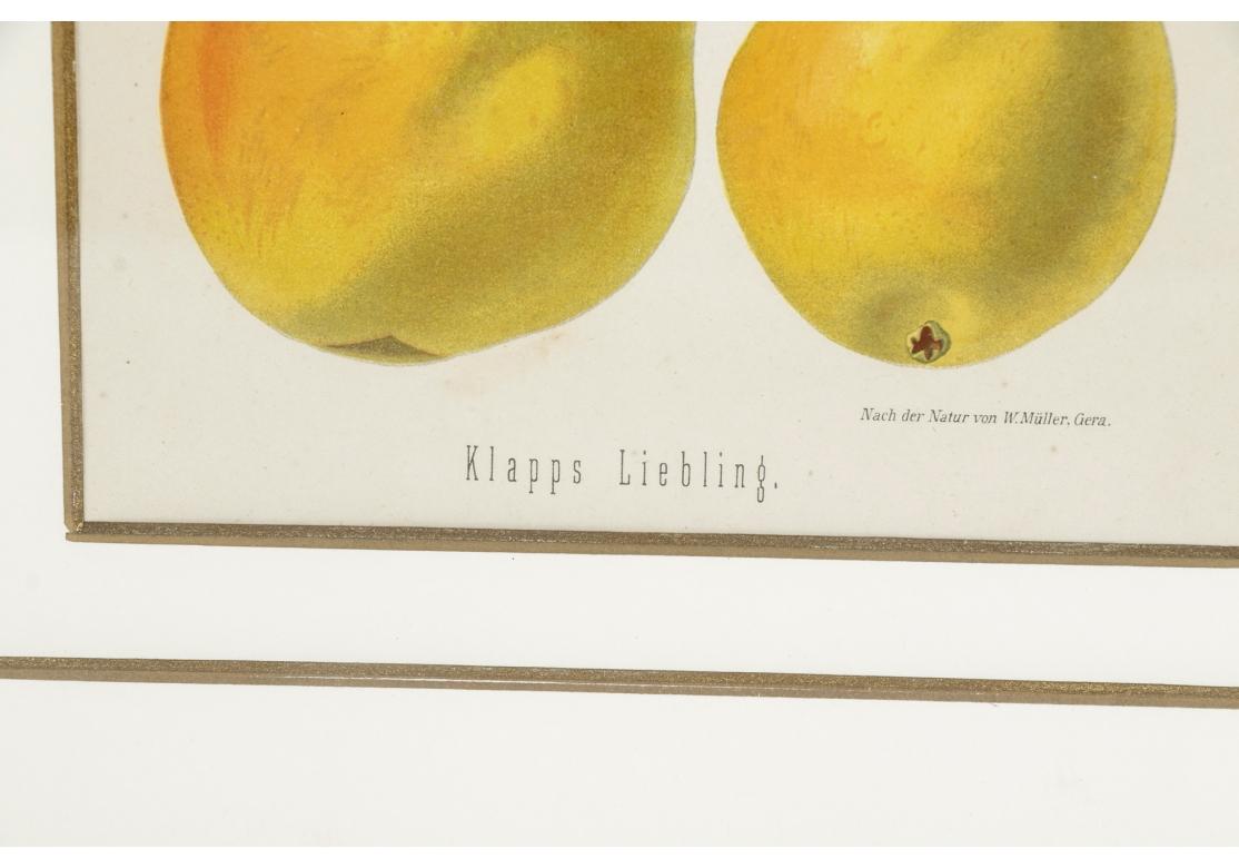 Set of 6 Antique Botanical Fruit Lithographs by Walter Müller For Sale 7