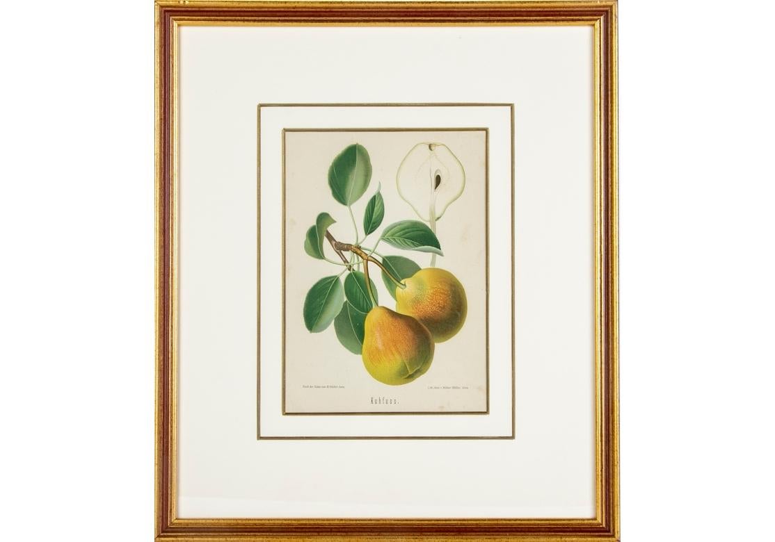 Set of 6 Antique Botanical Fruit Lithographs by Walter Müller For Sale 8