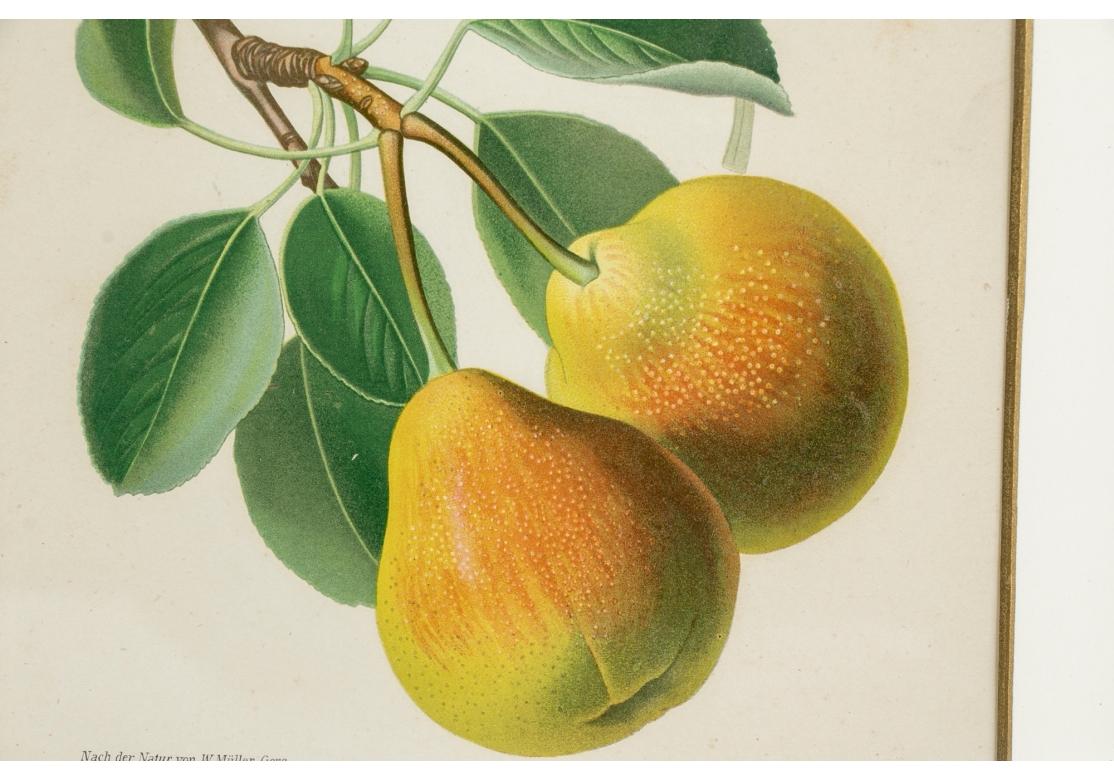 Set of 6 Antique Botanical Fruit Lithographs by Walter Müller For Sale 9