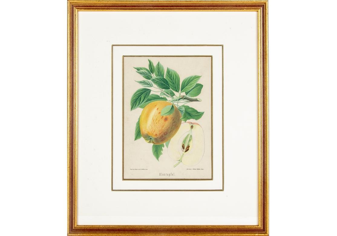 Set of 6 Antique Botanical Fruit Lithographs by Walter Müller For Sale 10