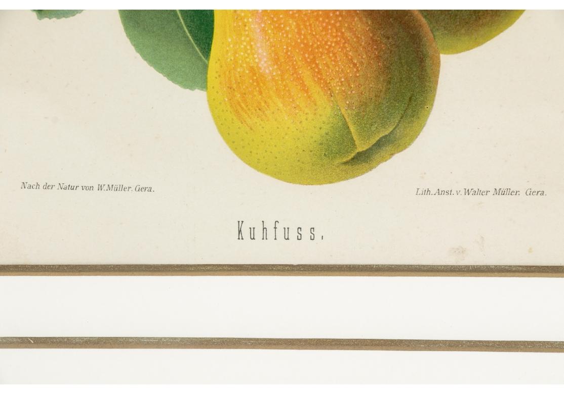 Set of 6 Antique Botanical Fruit Lithographs by Walter Müller For Sale 11
