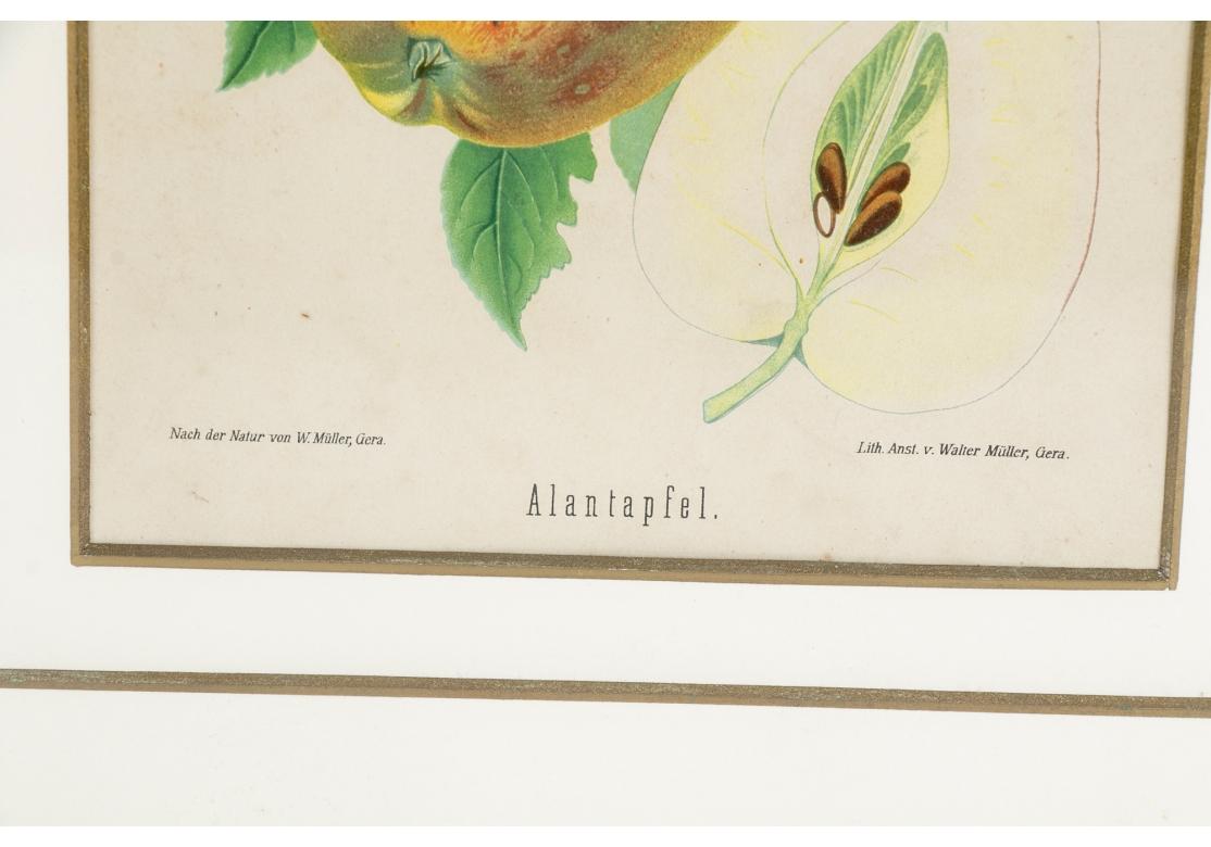 Conjunto de 6 litografías antiguas de frutas botánicas de Walter Müller 12