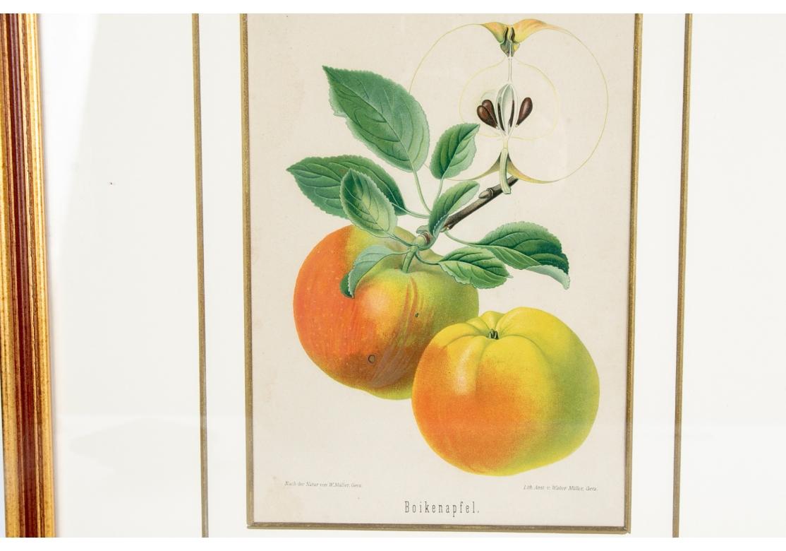 Set of 6 Antique Botanical Fruit Lithographs by Walter Müller For Sale 13