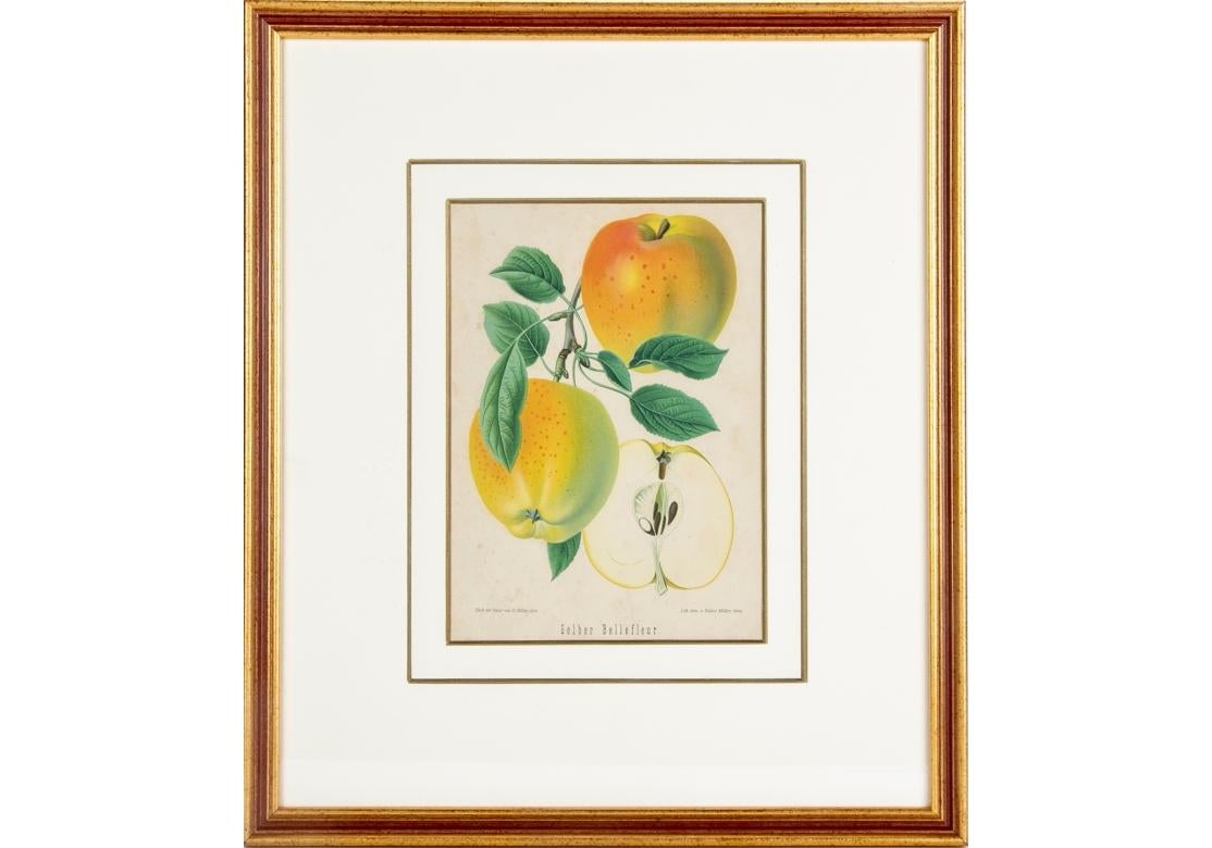 A set of 6 antique botanical fruit lithographs by Walter Muller. 
