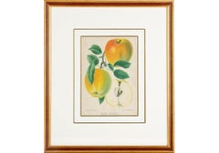 Set of 6 Antique Botanical Fruit Lithographs by Walter Müller