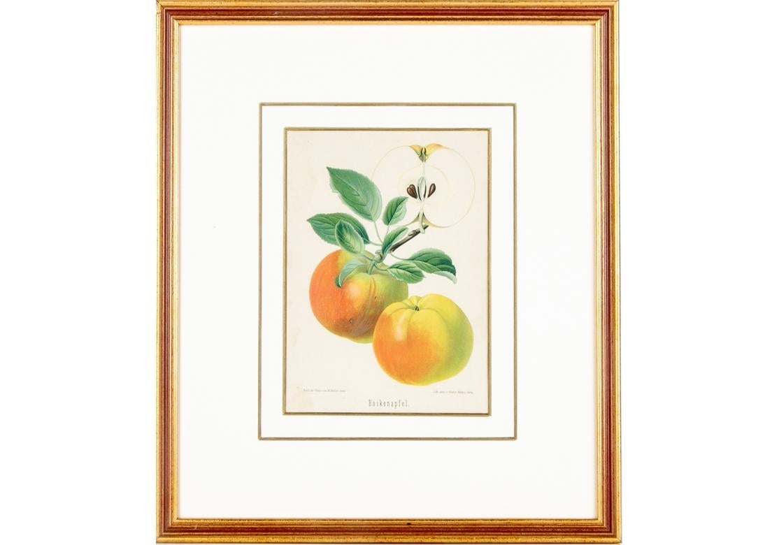 Set of 6 Antique Botanical Fruit Lithographs by Walter Müller For Sale 14