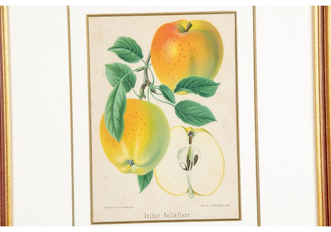 Conjunto de 6 litografías antiguas de frutas botánicas de Walter Müller Victoriano tardío