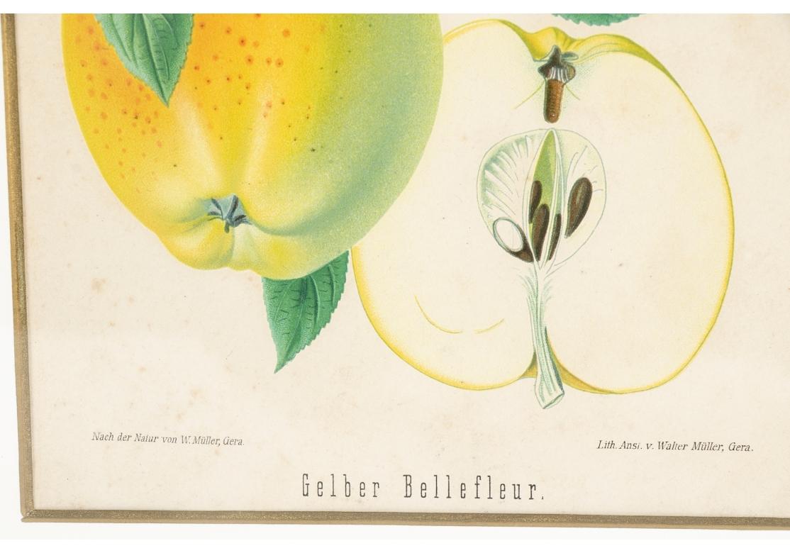 19th Century Set of 6 Antique Botanical Fruit Lithographs by Walter Müller For Sale