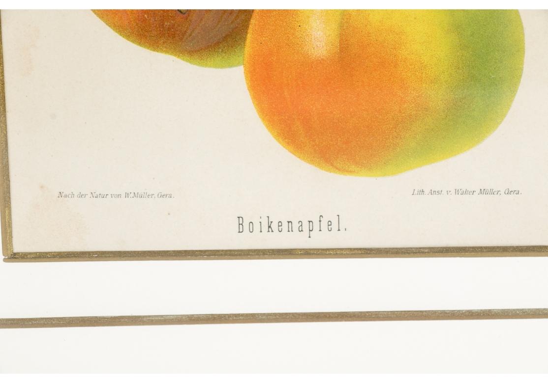 Glass Set of 6 Antique Botanical Fruit Lithographs by Walter Müller For Sale
