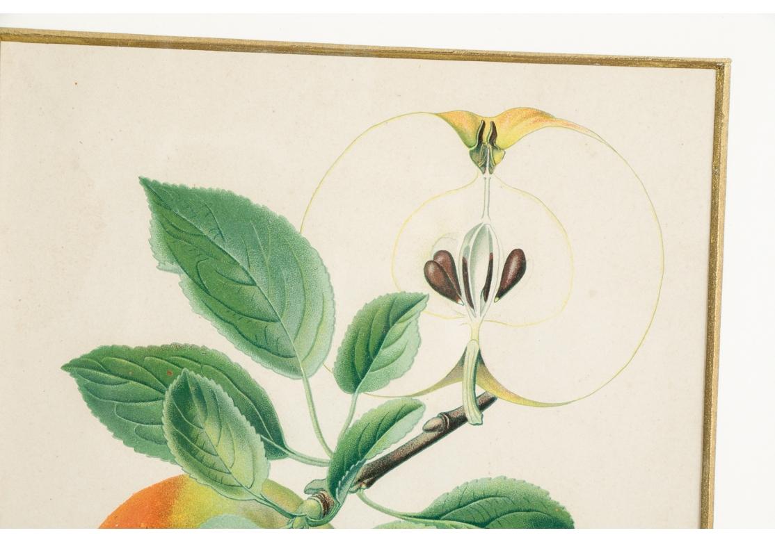 Conjunto de 6 litografías antiguas de frutas botánicas de Walter Müller 1
