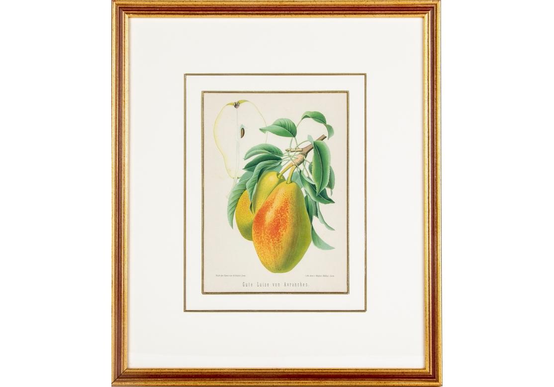 Conjunto de 6 litografías antiguas de frutas botánicas de Walter Müller 2