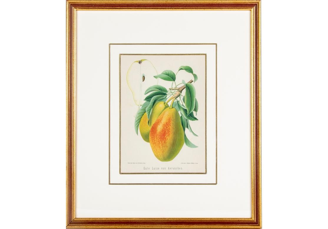 Set of 6 Antique Botanical Fruit Lithographs by Walter Müller For Sale 2