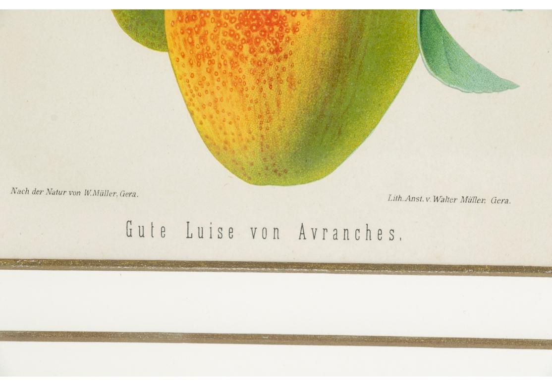 Set of 6 Antique Botanical Fruit Lithographs by Walter Müller For Sale 3