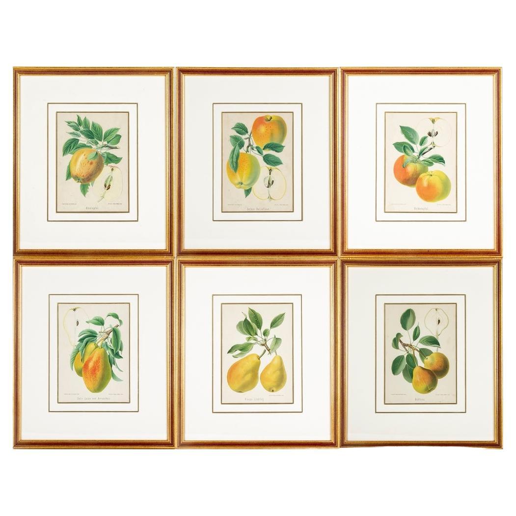 Set of 6 Antique Botanical Fruit Lithographs by Walter Müller