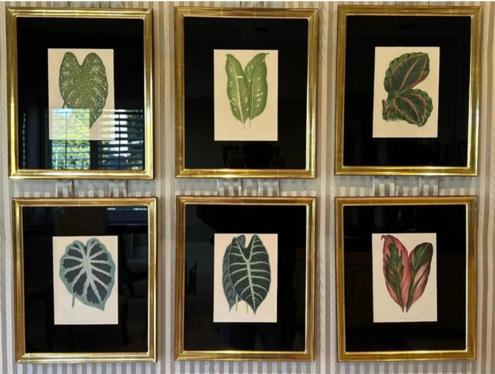 Regency Set of 6 Antique Botanical Prints in Jerry Solomon Giltwood Frames