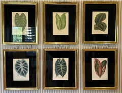 Ensemble de 6 estampes botaniques anciennes dans des cadres en bois doré Jerry Solomon