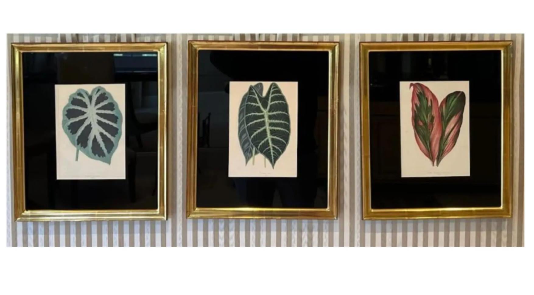 Late 20th Century Set of 6 Antique Botanical Prints in Jerry Solomon Giltwood Frames