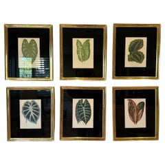 Set of 6 Vintage Botanical Prints in Jerry Solomon Giltwood Frames