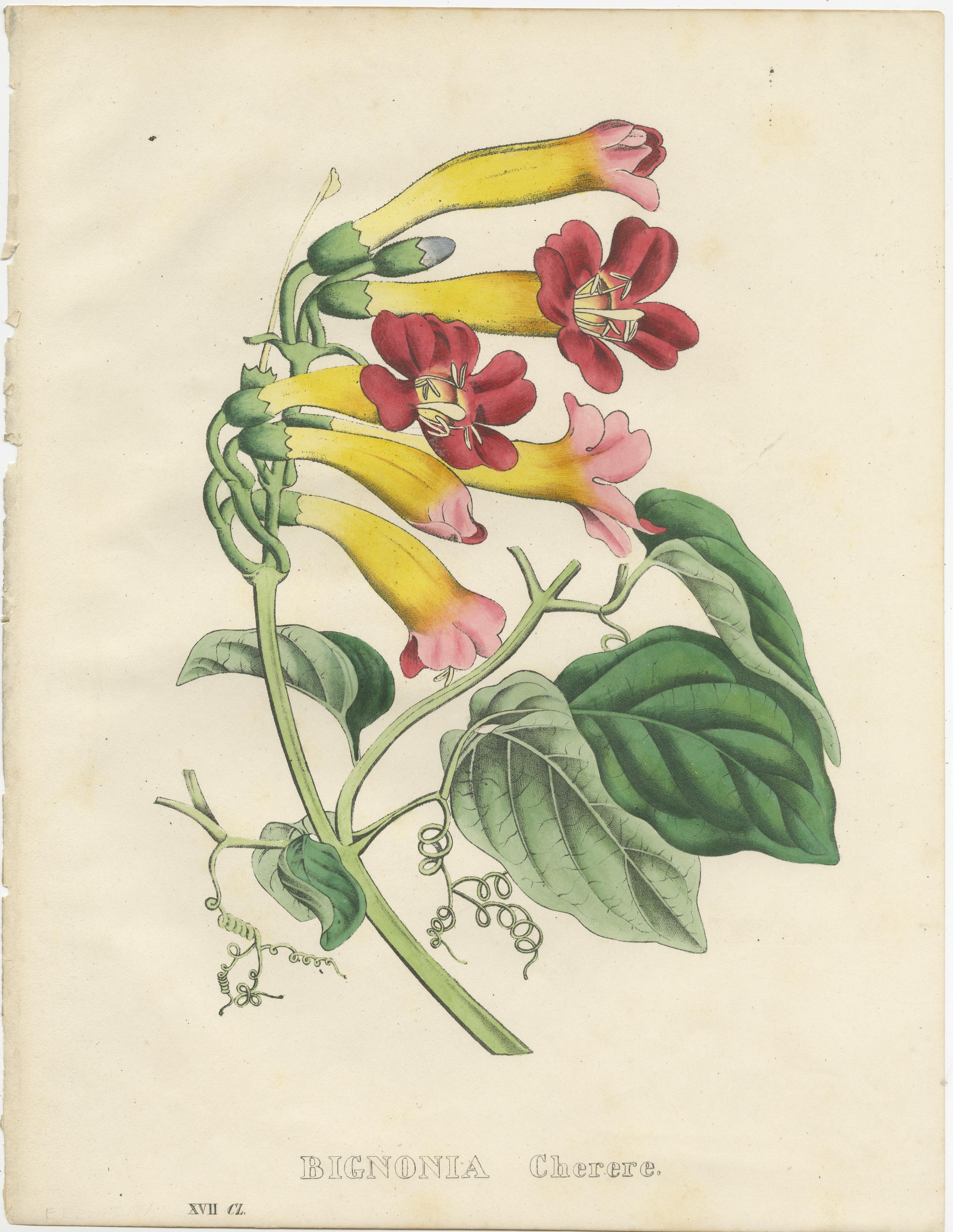 Set of 6 Antique Botanical Prints of Bignonia and others In Fair Condition In Langweer, NL